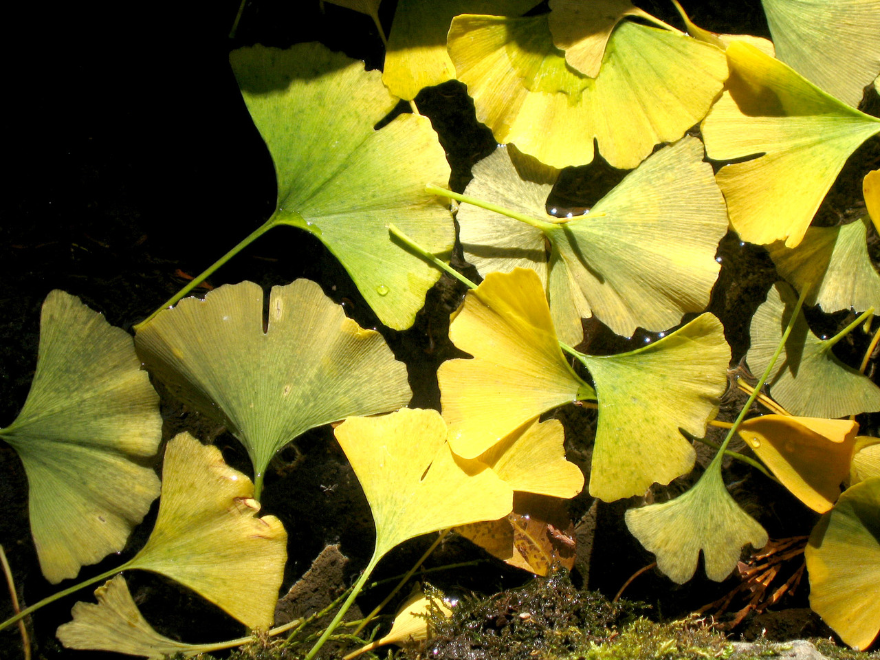 gingko biloba