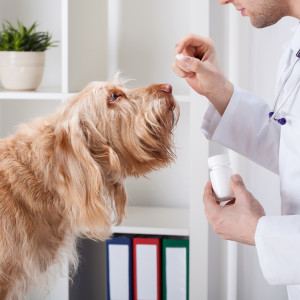 Veterinární léky pro zvířecí pacienty 