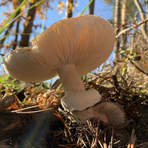 Pozor na otravu houbami