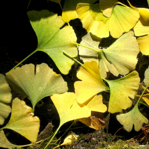 Ginkgo biloba: K čemu je možné ho využít?